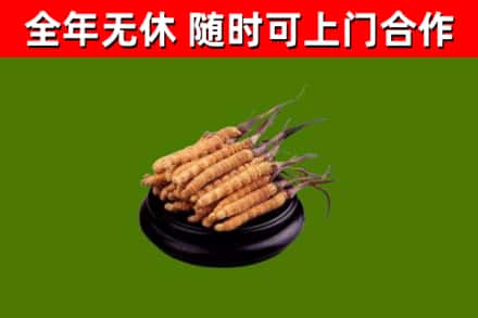 东丰县回收散虫草